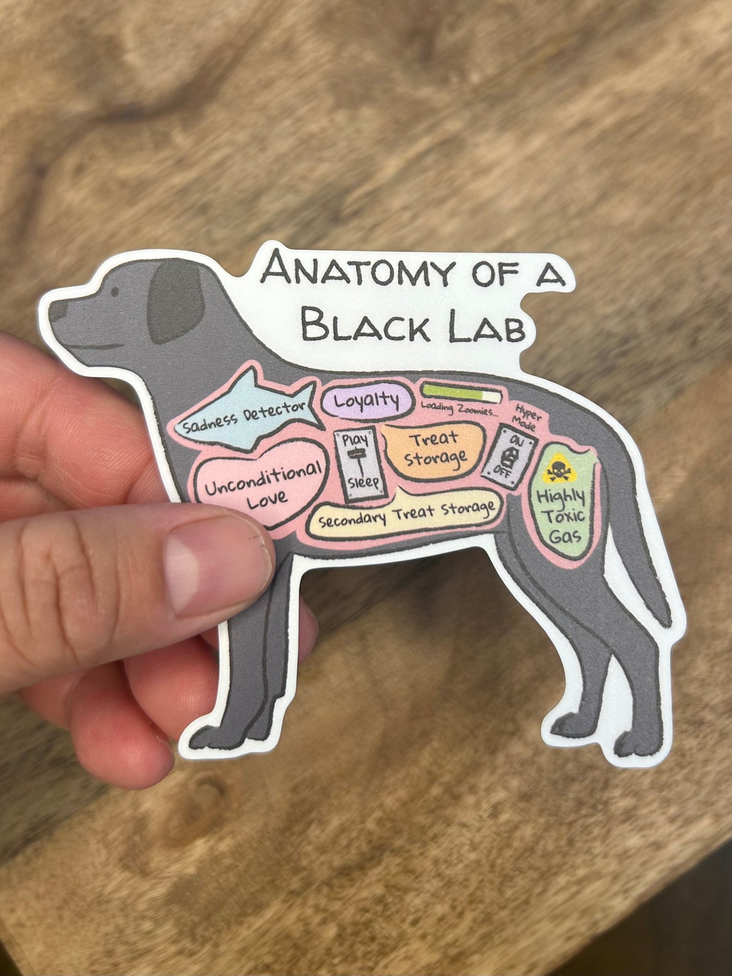 Anatomy of a Black Lab dog sticker