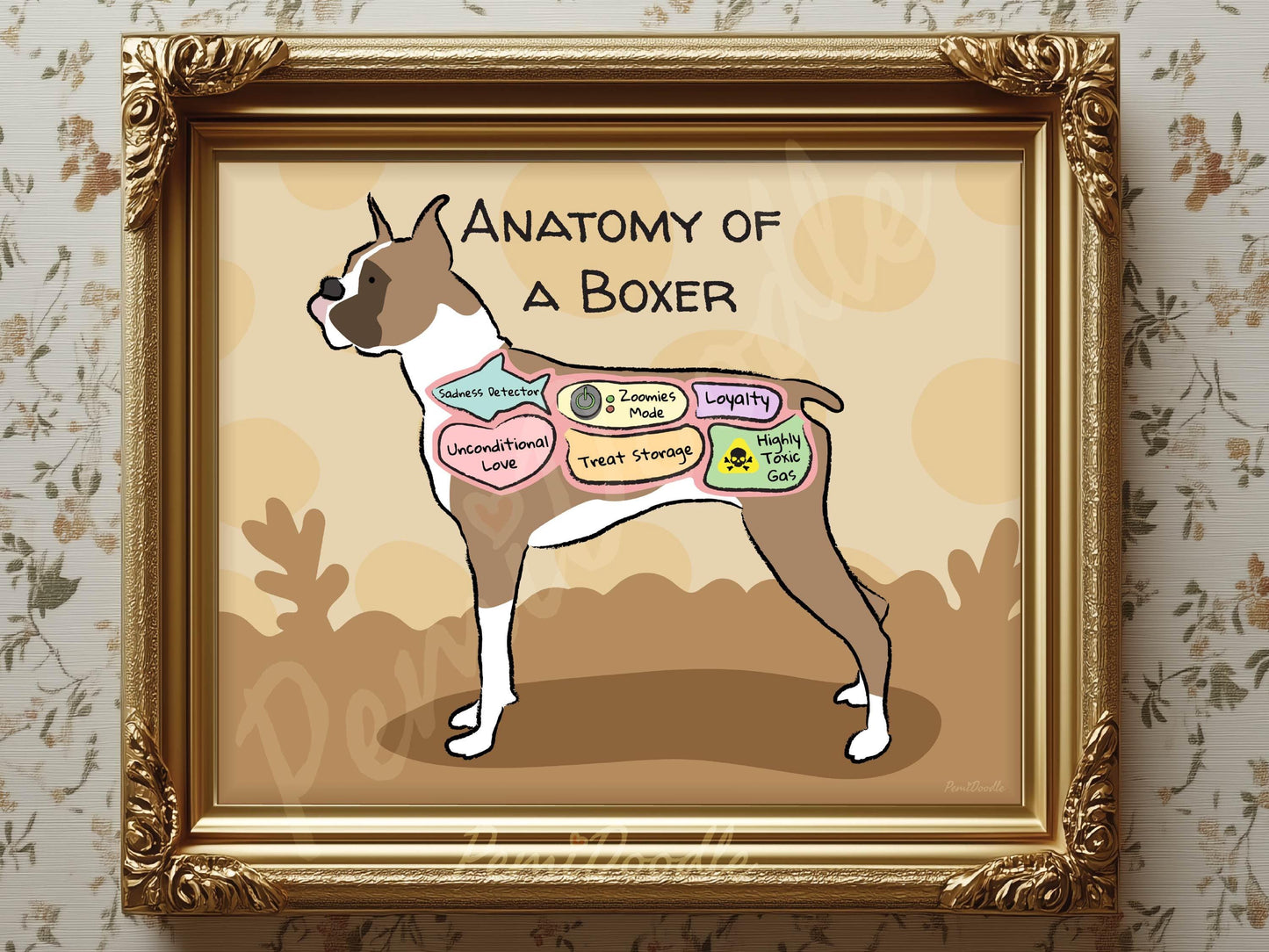 Framed illustration of a boxer dog anatomy titled Anatomy of a Boxer