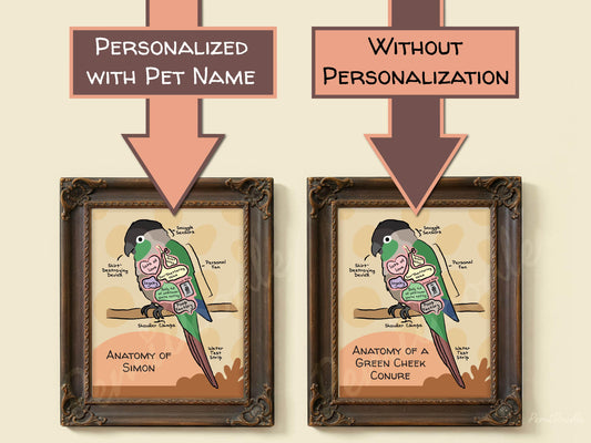 Two framed anatomical diagrams of a green cheek conure with and without pet name personalization on a beige background