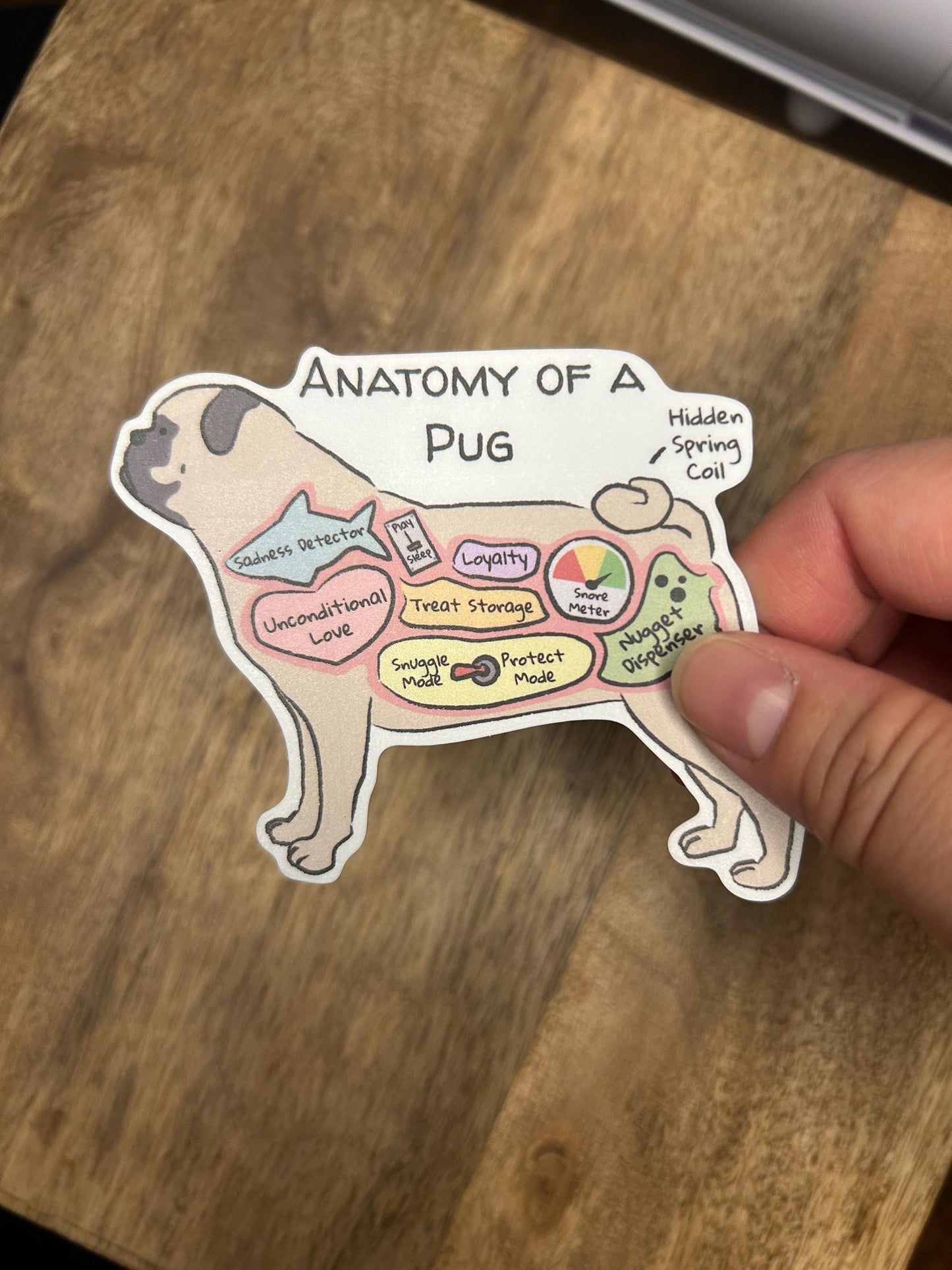 hand holding anatomy of a pug sticker on a wood background