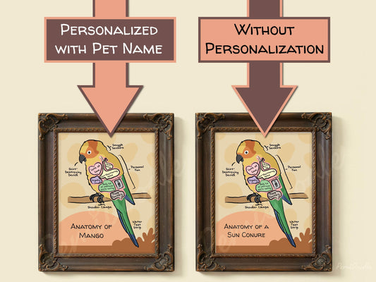 Two framed anatomical diagrams of a sun conure with and without pet name personalization on a beige background
