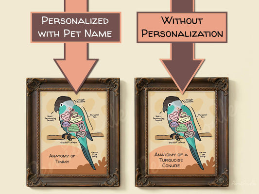 Two framed anatomical diagrams of a turquoise conure with and without pet name personalization on a beige background