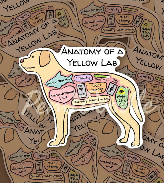 anatomy of a yellow lab sticker
