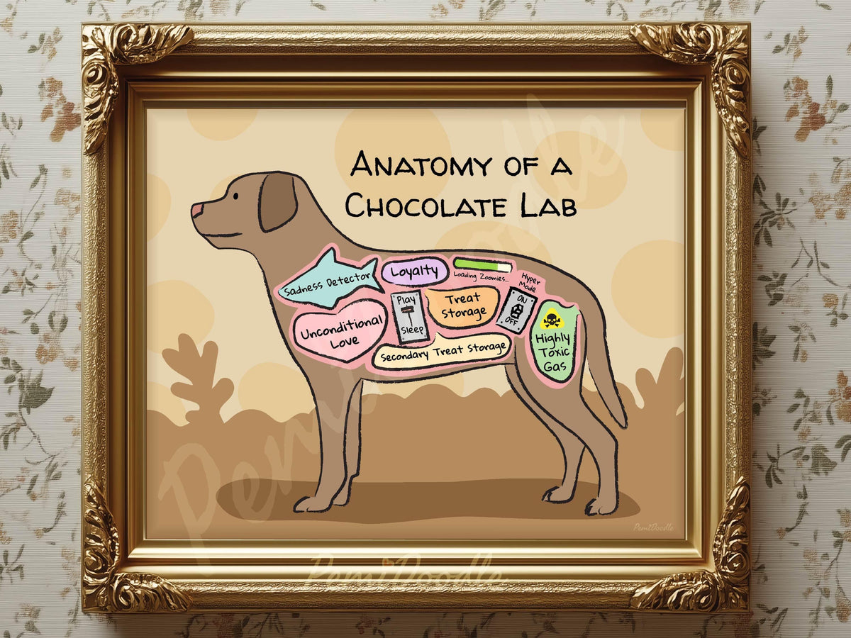 Framed illustration of 'Anatomy of a Chocolate Lab' with labels