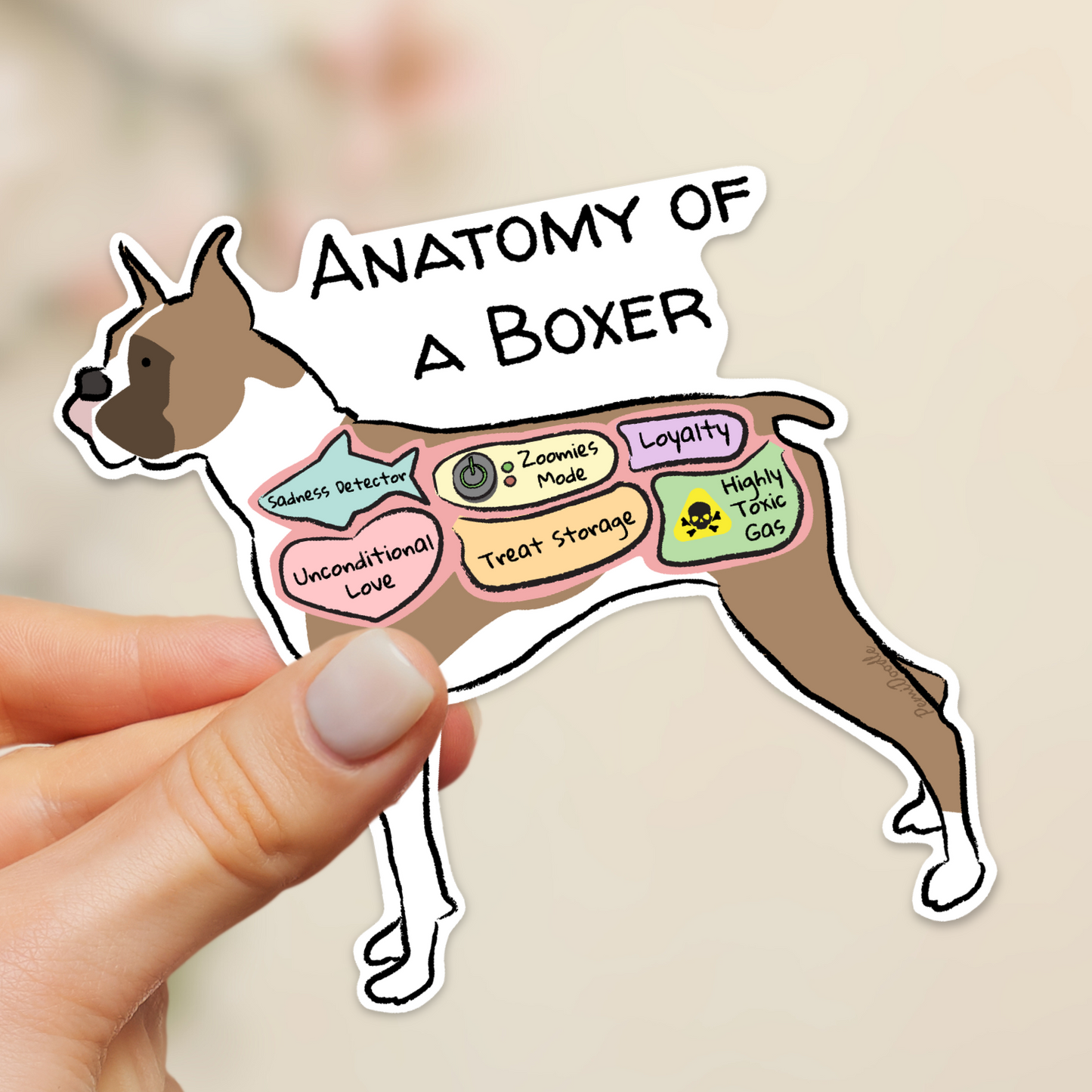 Sticker of 'Anatomy of a Boxer' held by a hand 