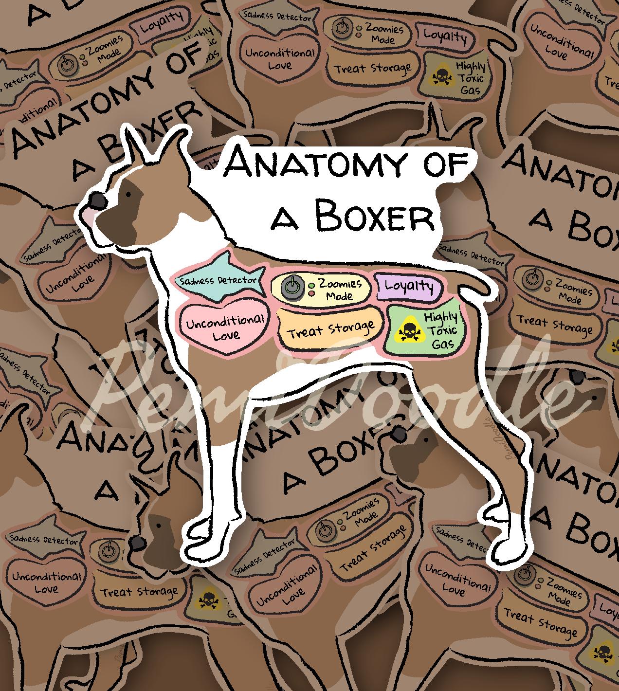Anatomy of a boxer mockup