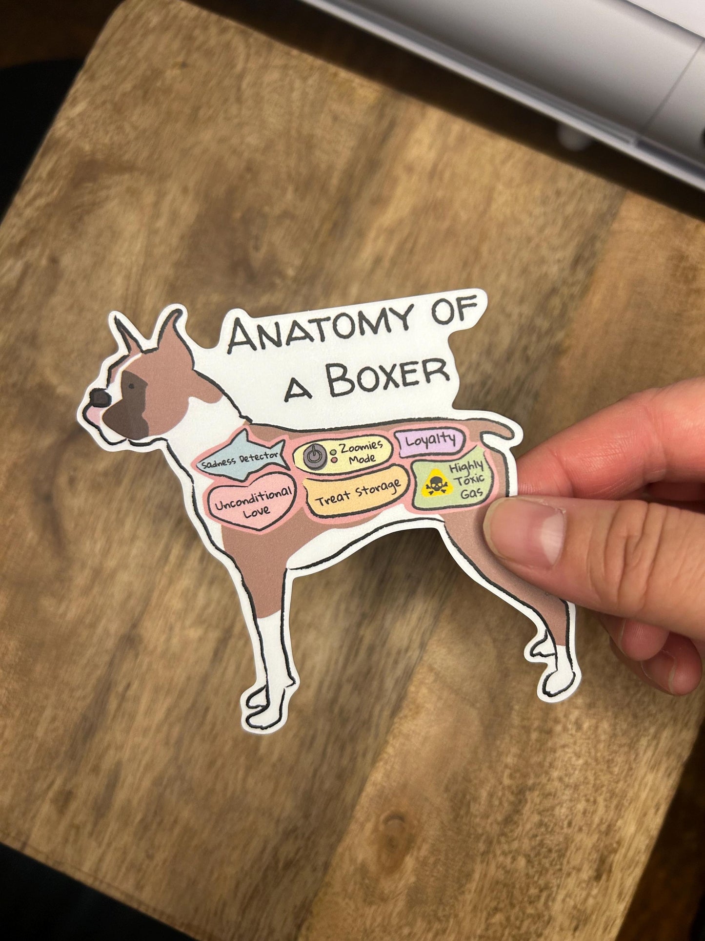 Hand holding anatomoy of a boxer sticker