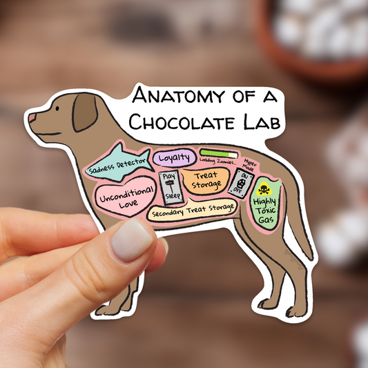 hand holding an anatomy of a chocolate lab sticker