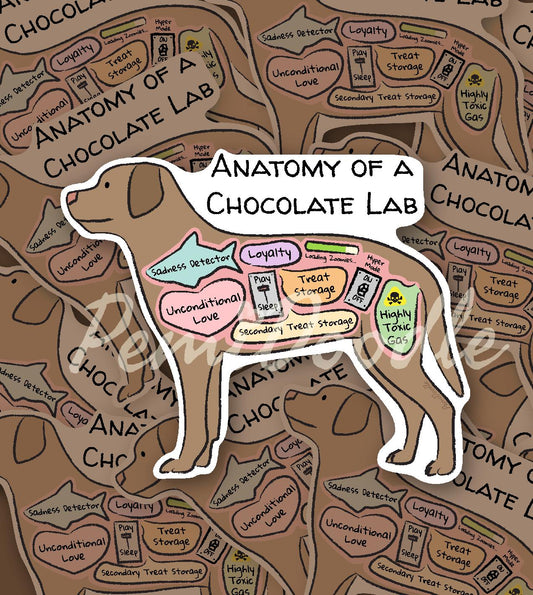 anatomy of a chocolate lab sticker