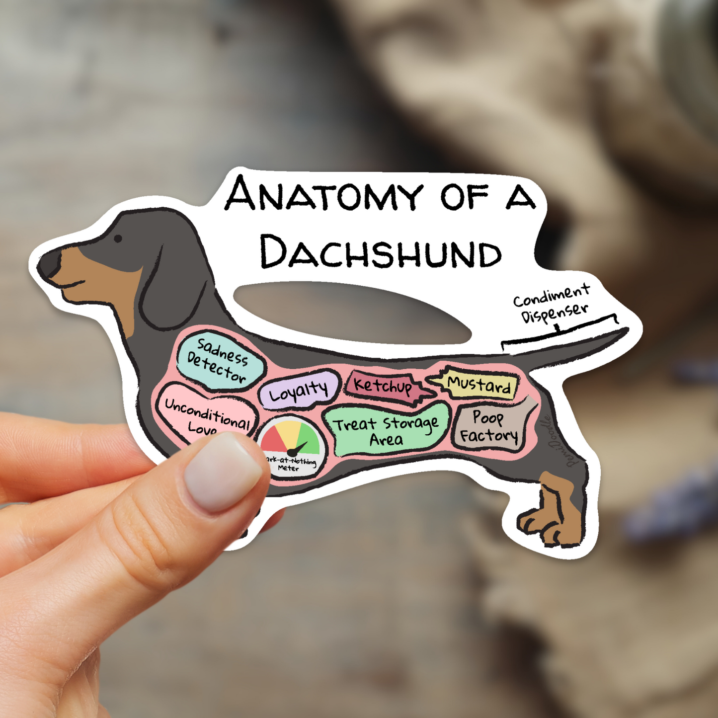 Hand holding anatomy of a dachshund sticker