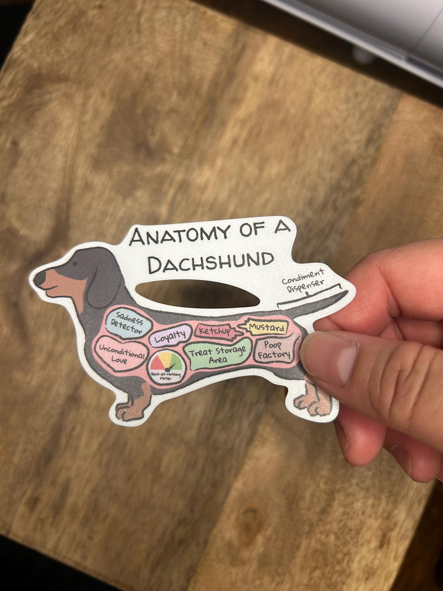 hand holding anatomy of a dachshund sticker