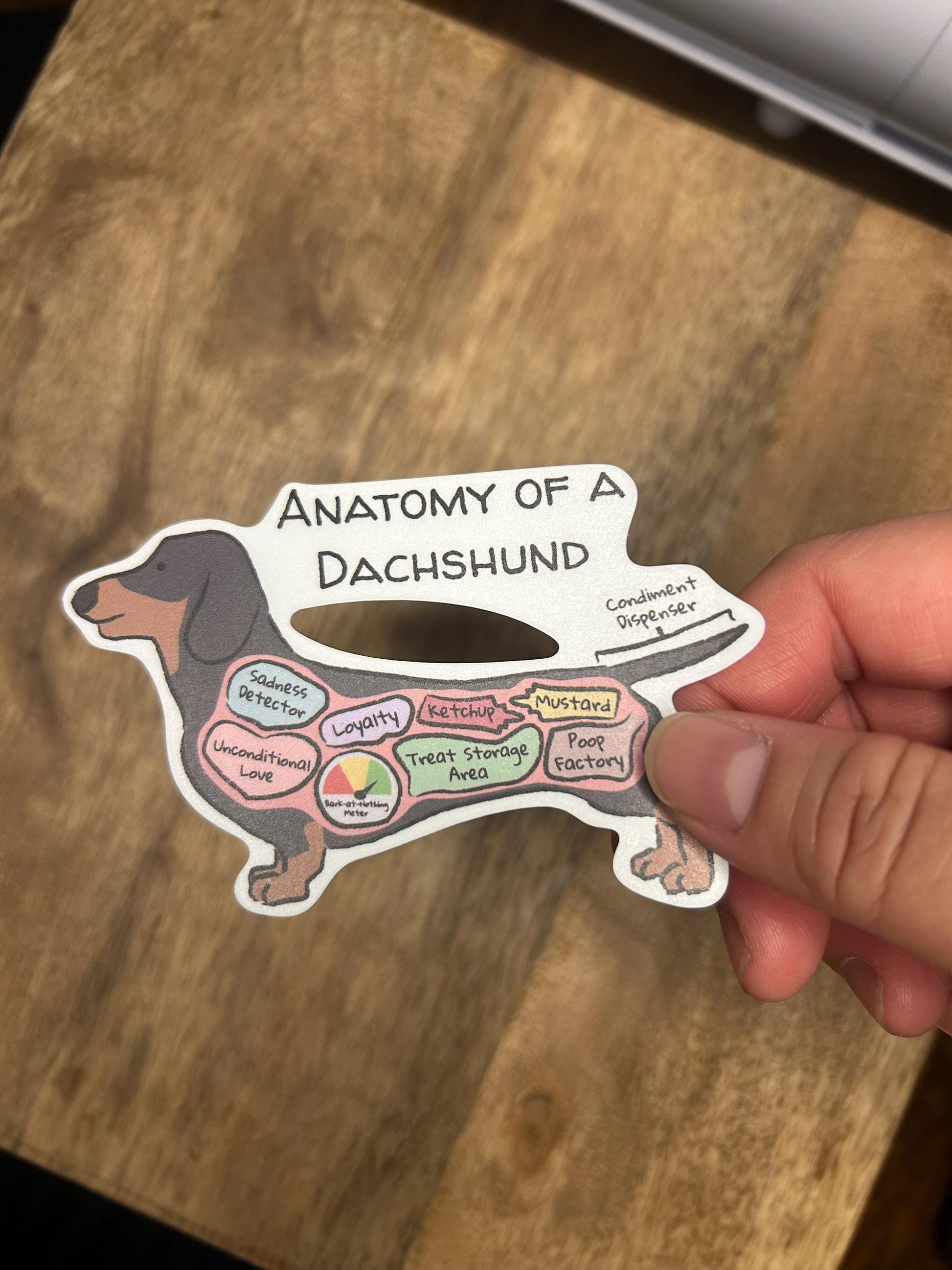 hand holding anatomy of a dachshund sticker