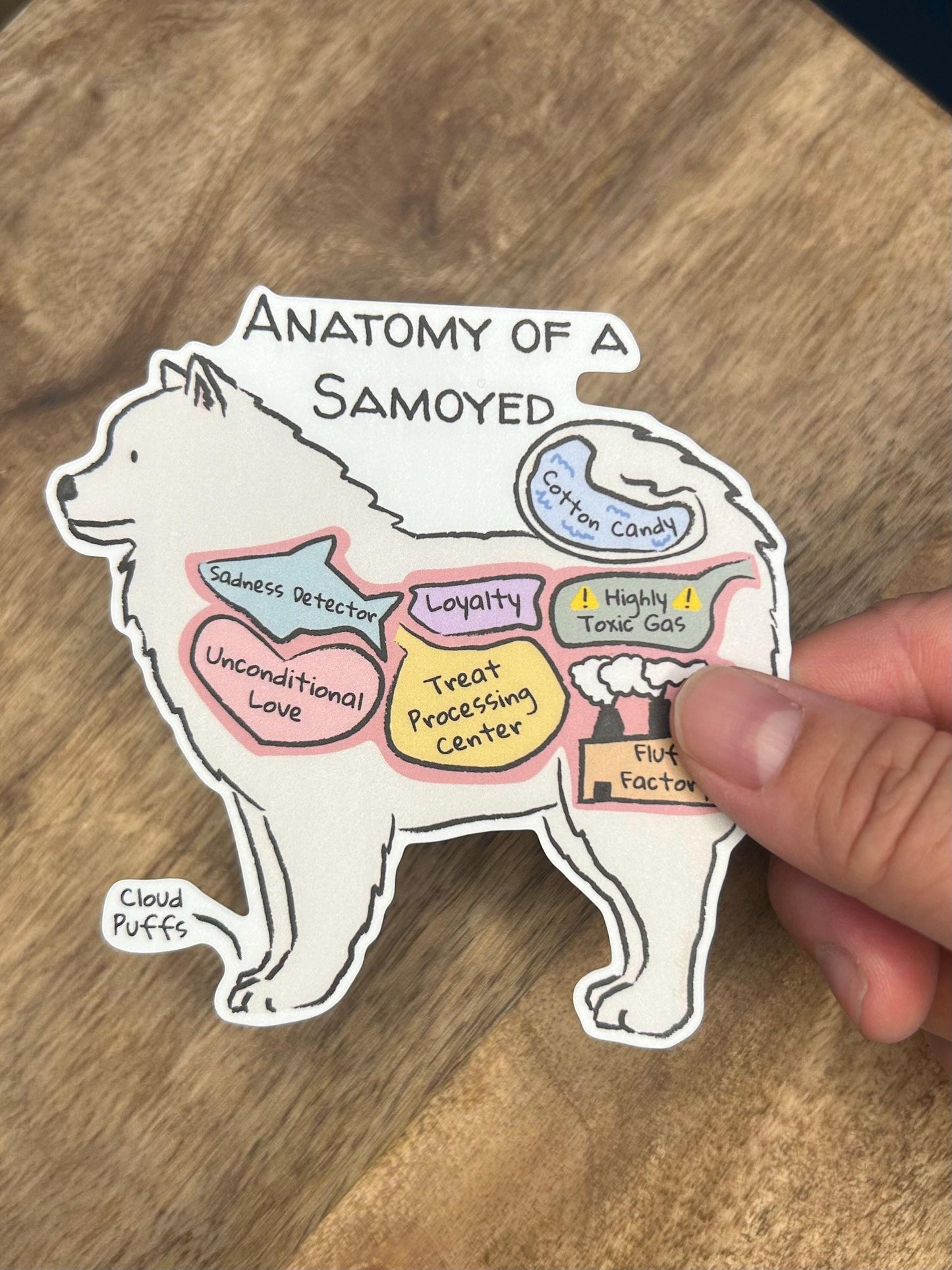 hand holding an anatomy of a samoyed sticker