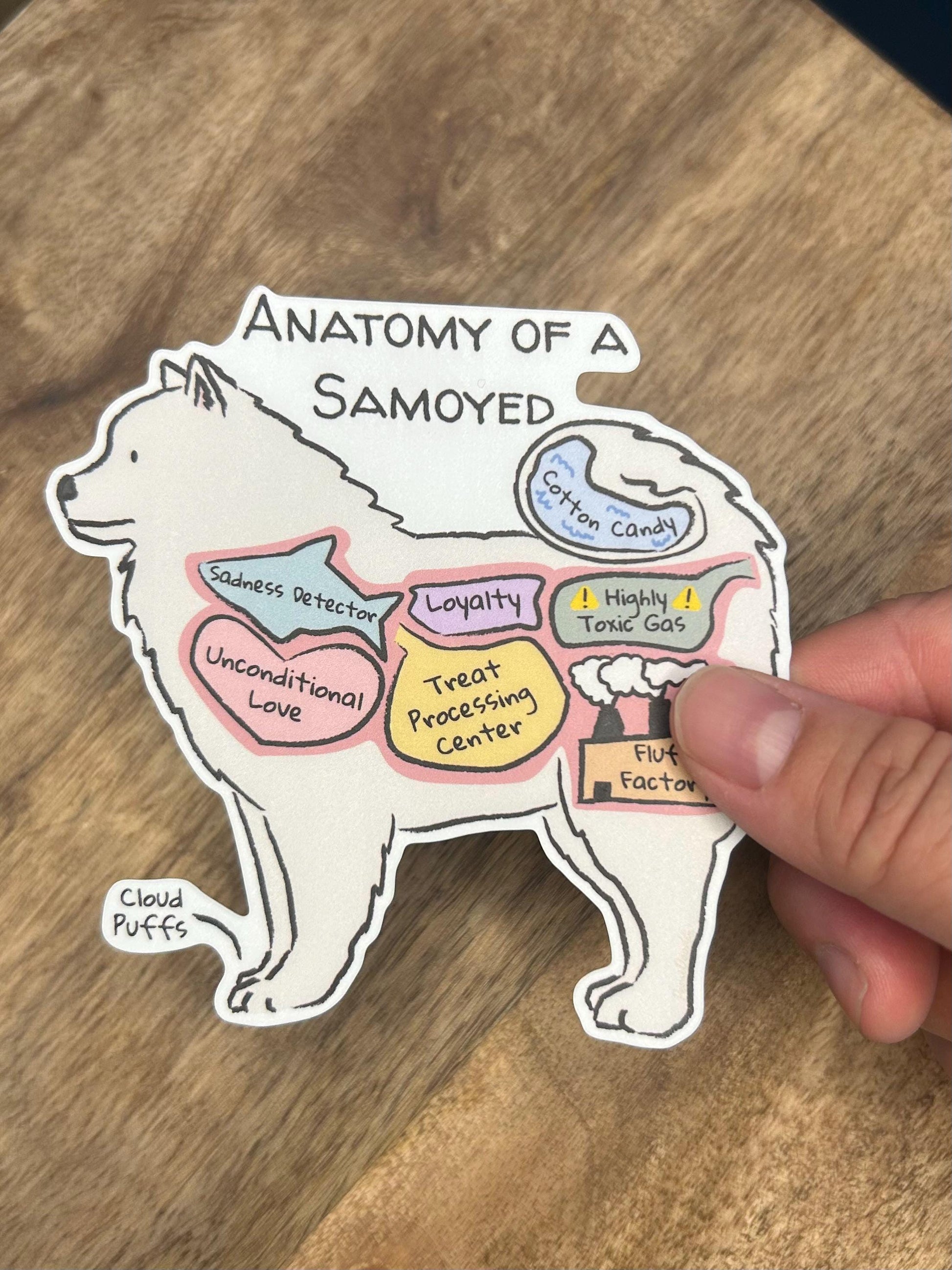hand holding an anatomy of a samoyed sticker