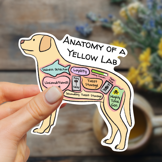 Hand holding anatomy of a yellow lab sticker