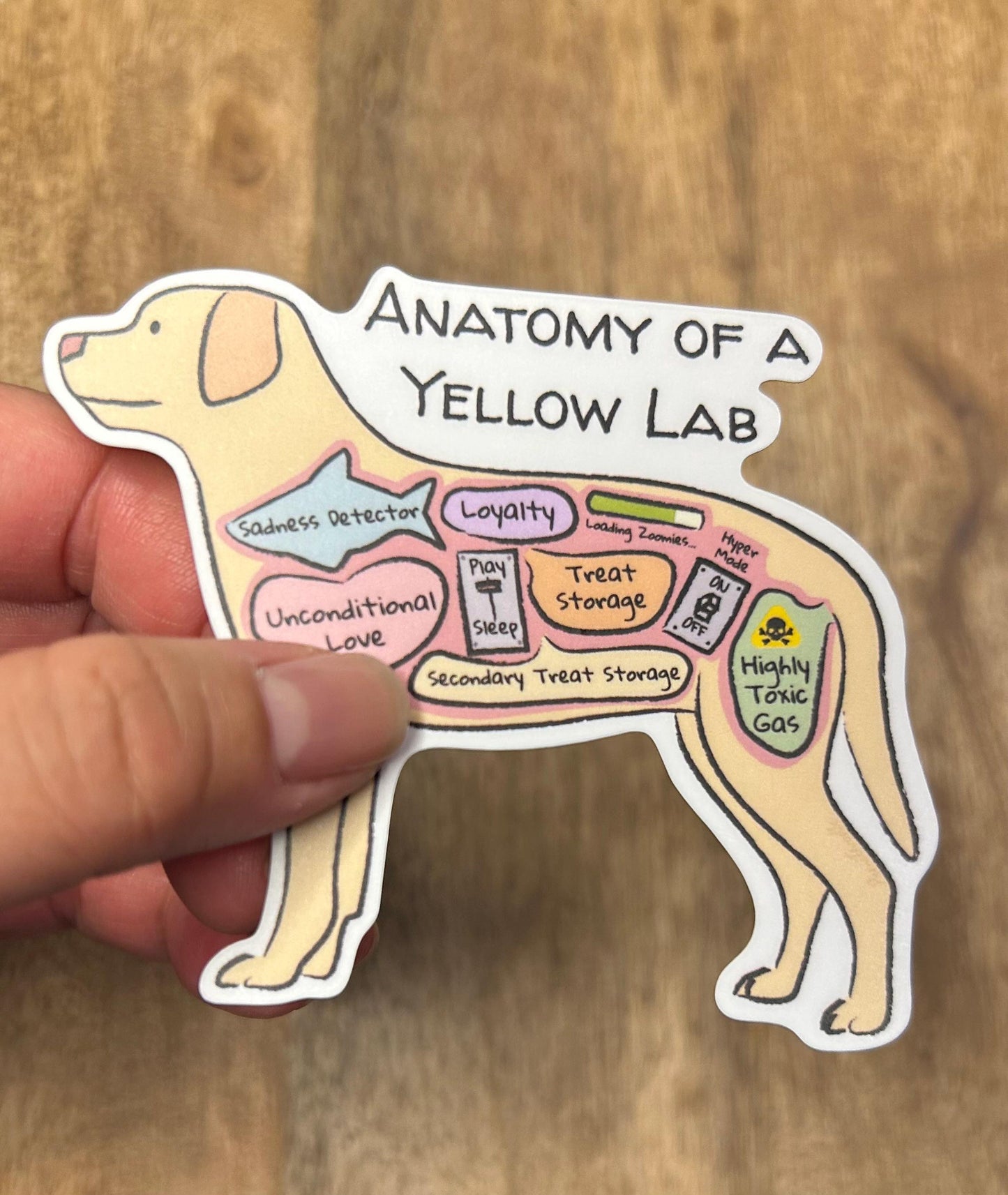 hand holdling an anatomy of a yellow lab sticker