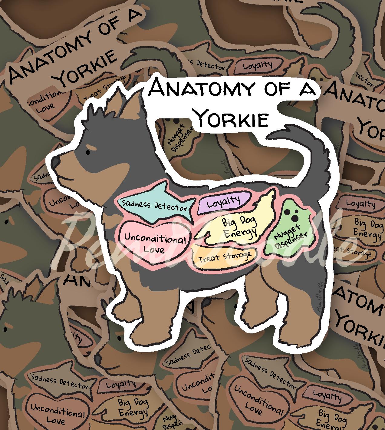 Anatomy of a Yorkie
