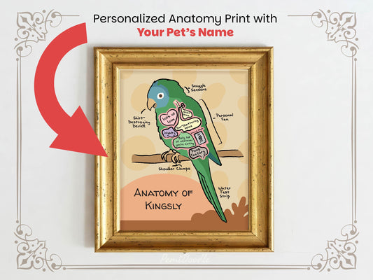 Personalized anatomy print of a blue-crowned conure bird with labeled parts on a beige background
