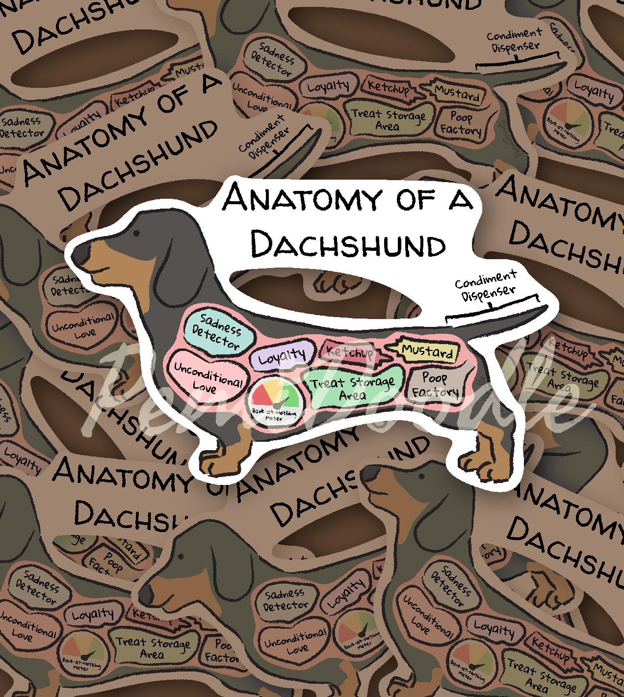 anatomy of a dachshund sticker