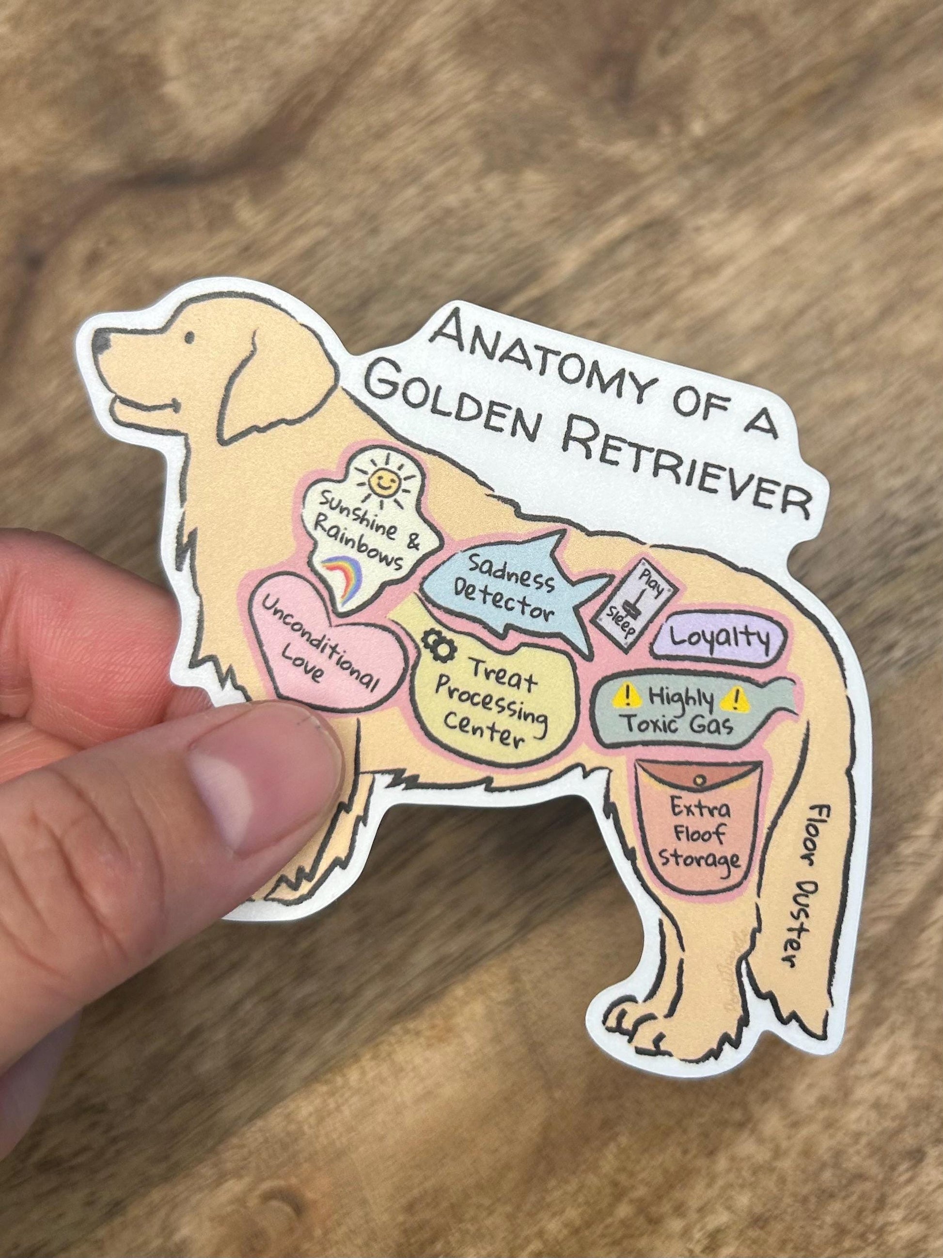 hand holding anatomy of a golden retriever sticker