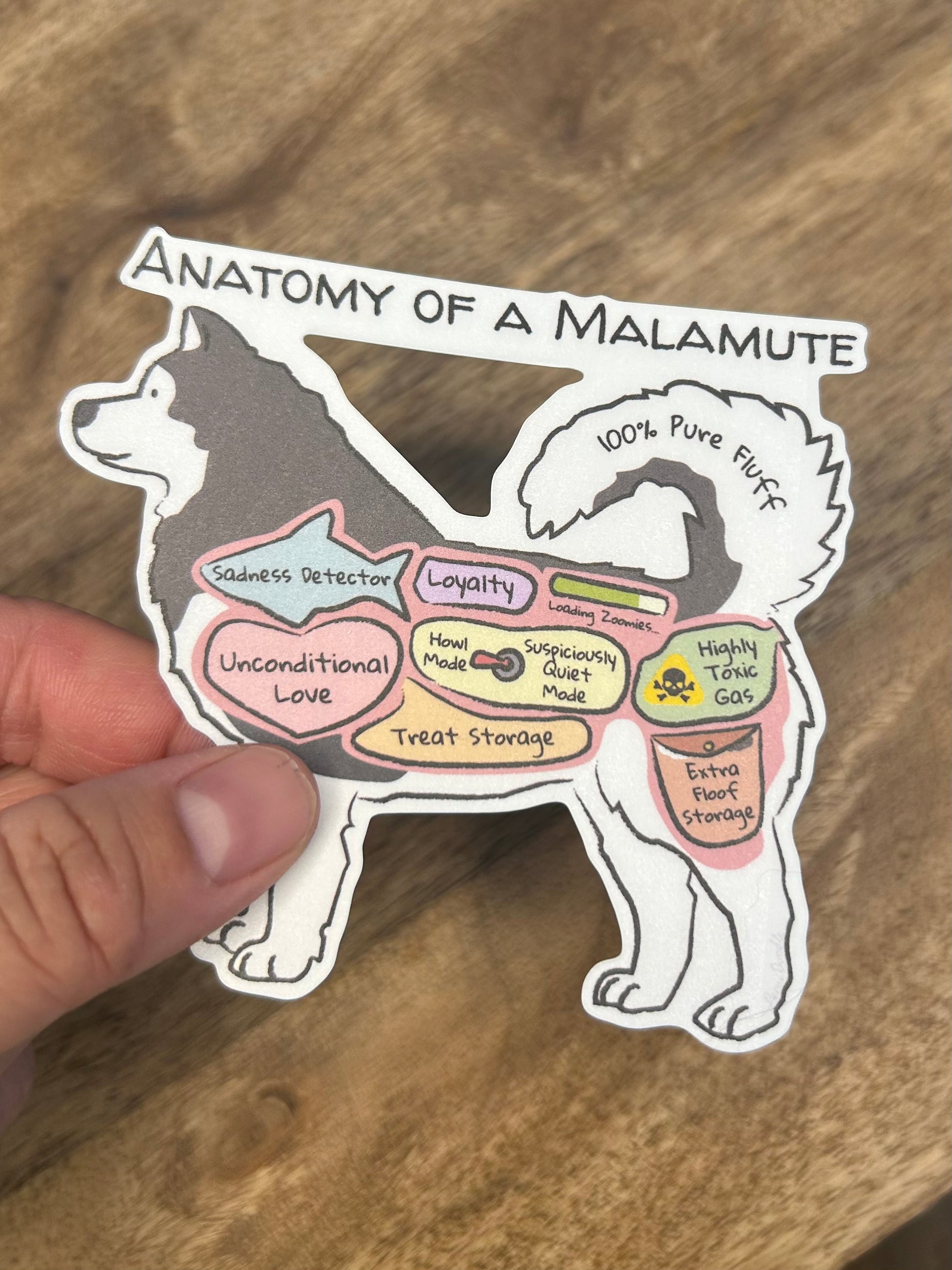 Hand holding an anatomy of a malamute sticker