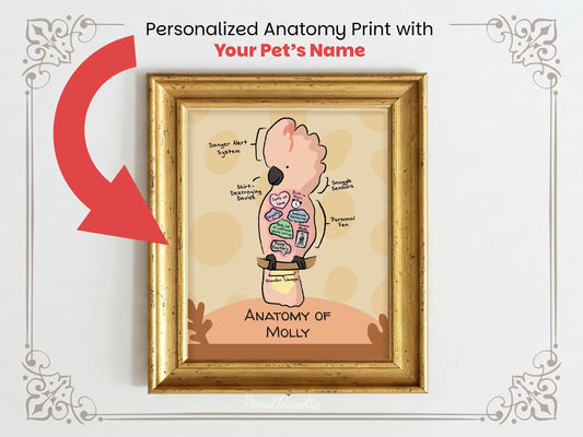 Personalized anatomy print of a moluccan cockatoo bird with labeled parts on a beige background