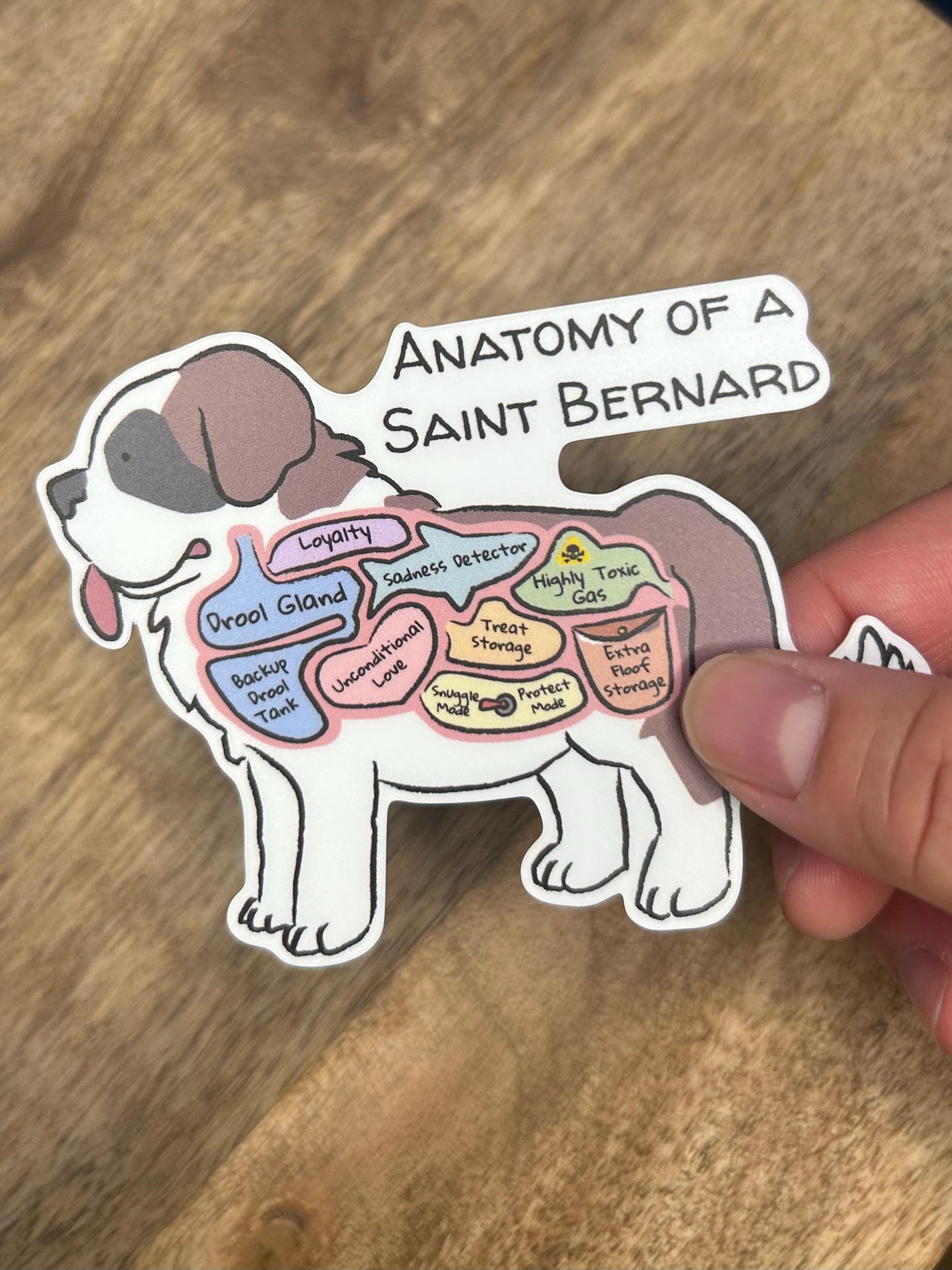 anatomy of a saint bernard sticker