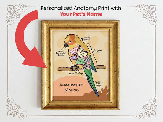Personalized anatomy print of a sun conure bird with labeled parts on a beige background