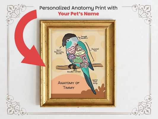 Personalized anatomy print of a turquoise conure bird with labeled parts on a beige background