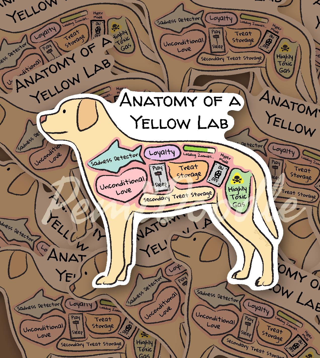 anatomy of a yellow lab sticker