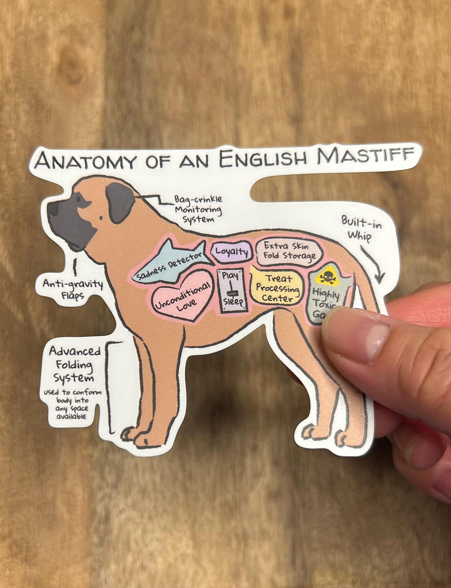 hand holding anatomy of an english mastiff sticker