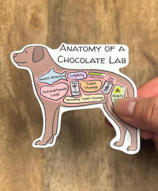 Anatomy of a Chocolate Lab Sticker