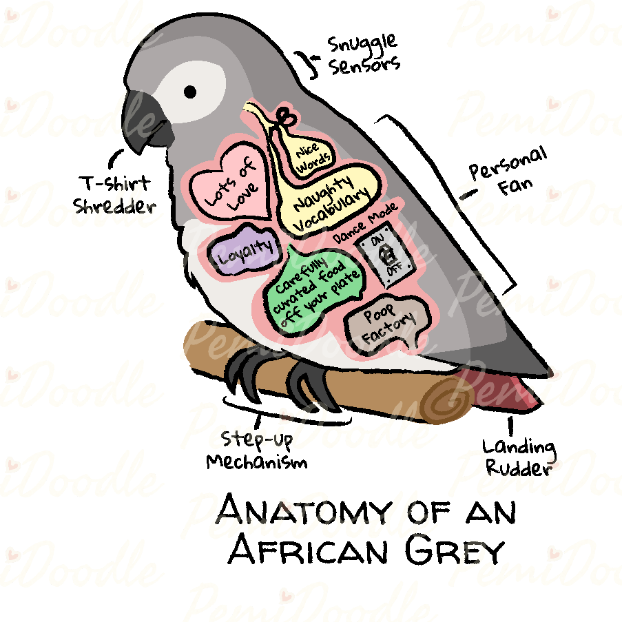 Illustration of the Anatomy of a African Grey