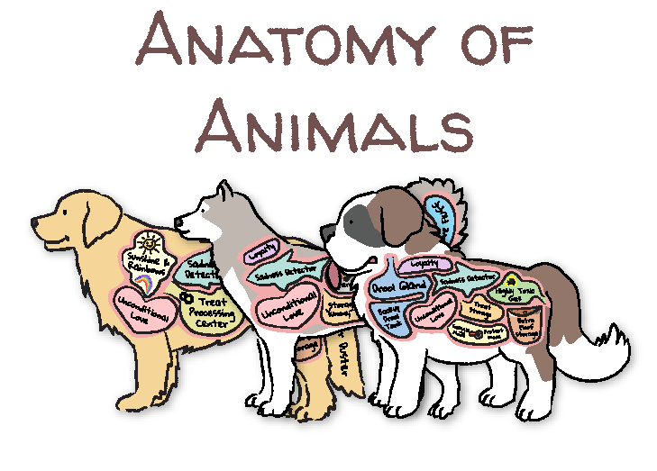 Cartoon of Anatomy of a Saint Bernard, husky and golden retriever