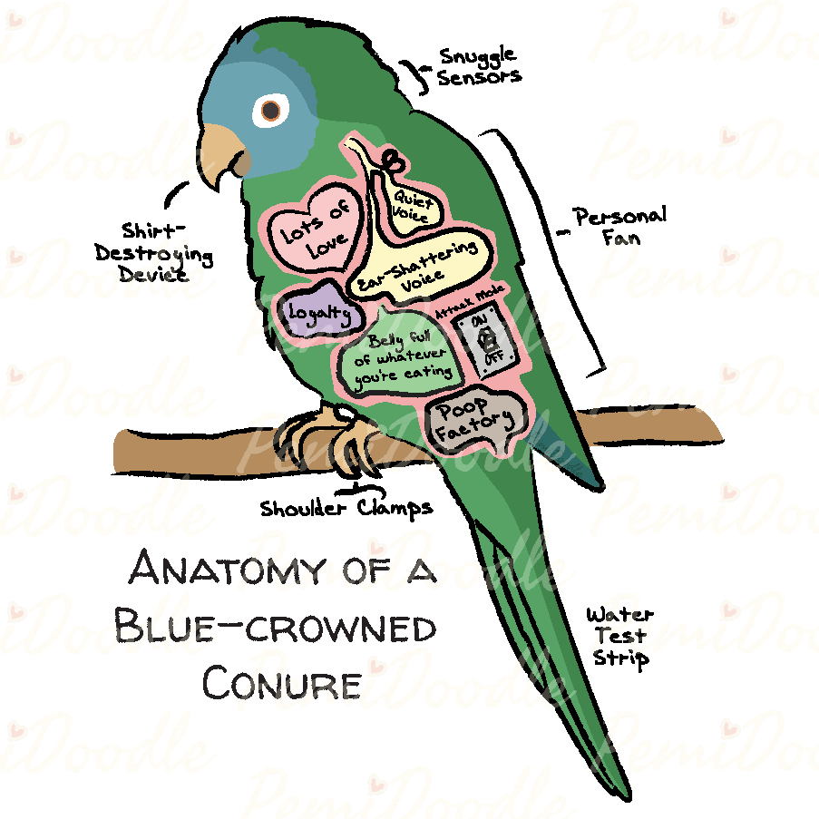 Illustration of the Anatomy of a Blue-crowned Conure
