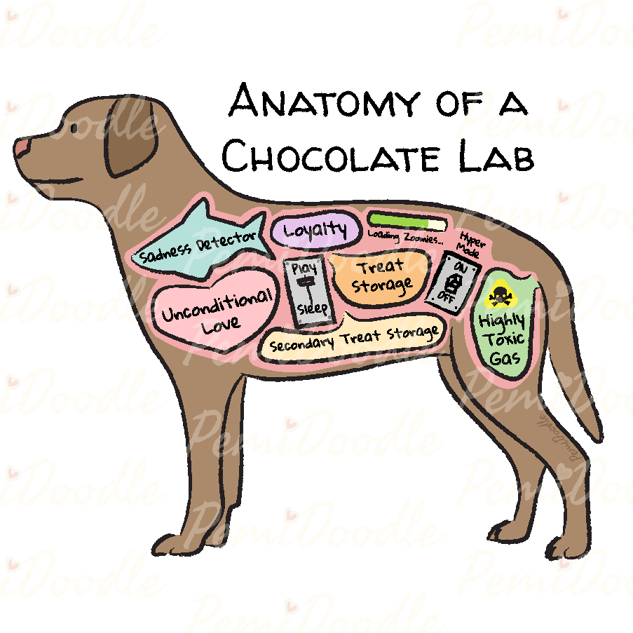 Illustration of the Anatomy of a Chocolate Lab