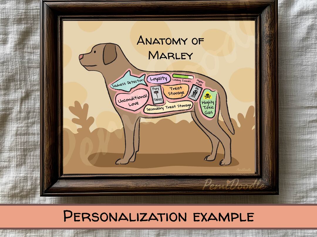 Anatomy of a Chocolate Lab custom art print on Etsy