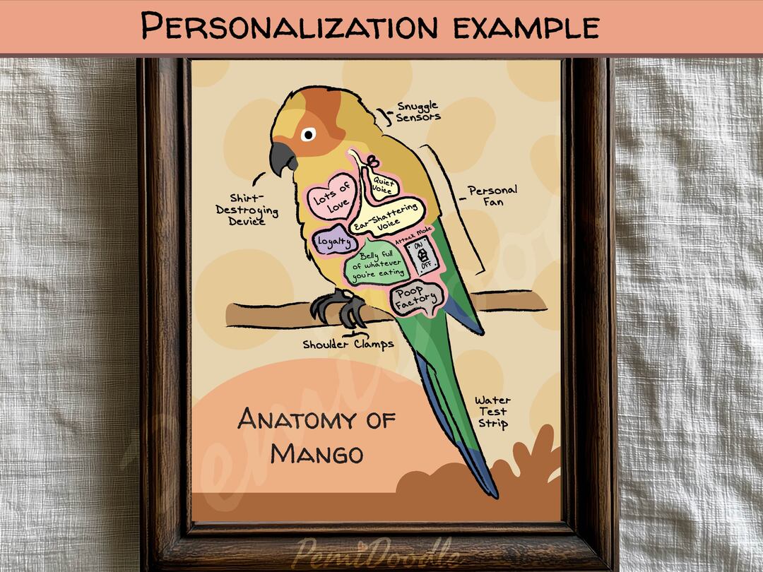 Anatomy of a Sun Conure custom art print on Etsy