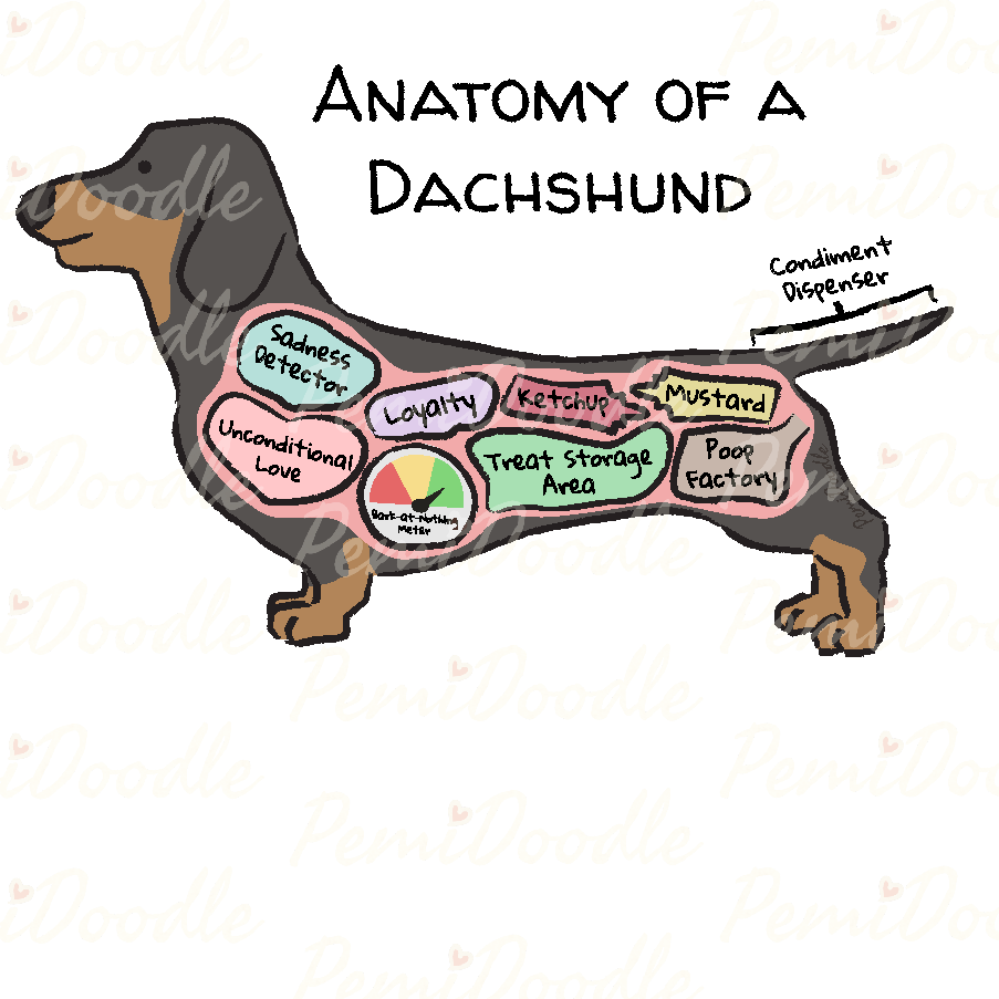 Illustration of the Anatomy of a Dachshund