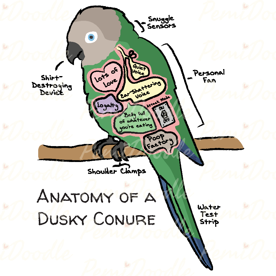 Illustration of the Anatomy of a Dusky Conure