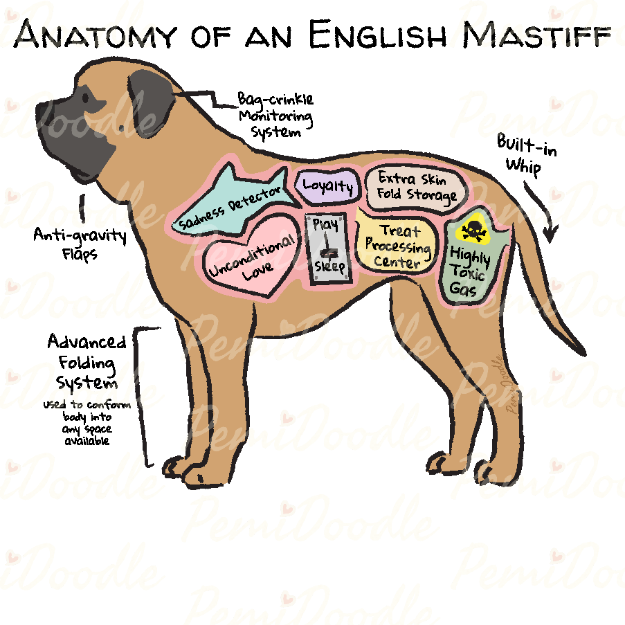Illustration of the Anatomy of an English Mastiff