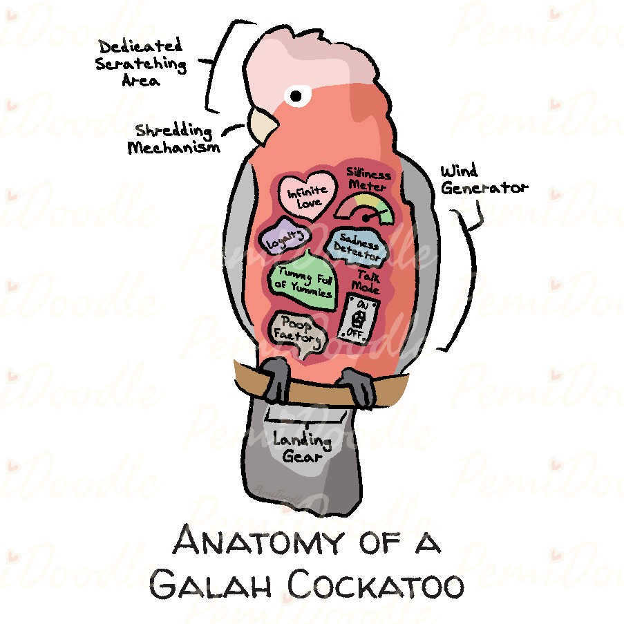 Illustration of the Anatomy of a Galah Cockatoo