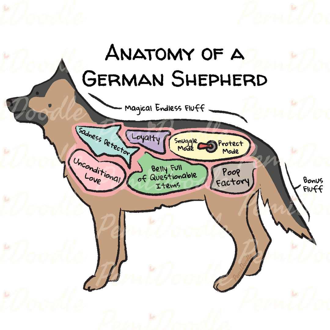 Illustration of the Anatomy of a German Shepherd