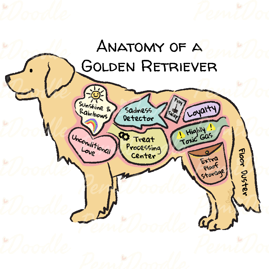 Illustration of the Anatomy of a Golden Retriever