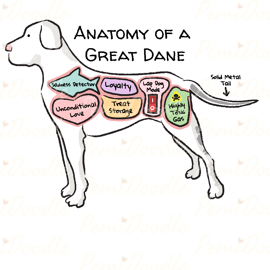 Illustration of the Anatomy of a Great Dane