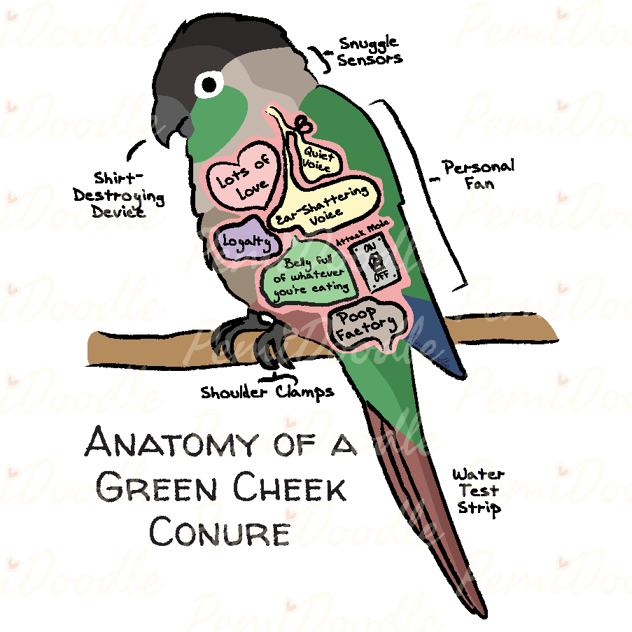 Illustration of the Anatomy of a Green Cheek Conure