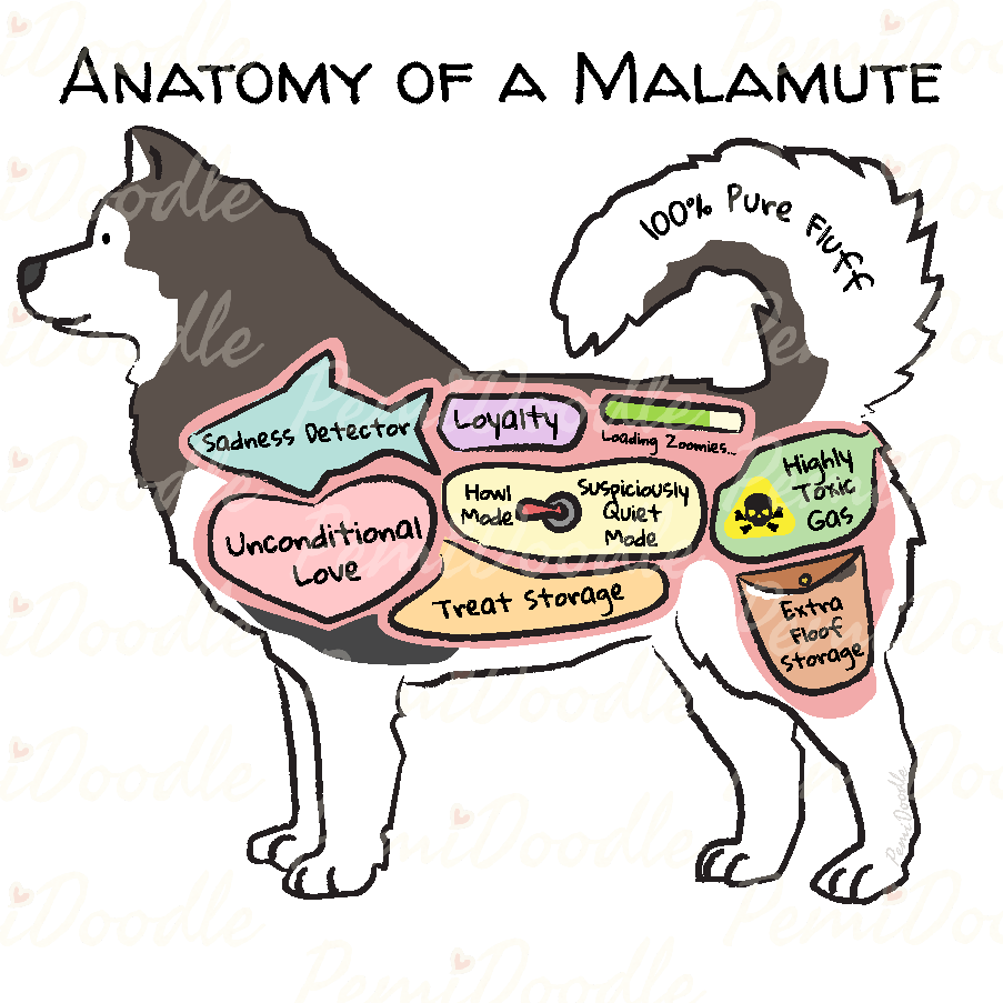 Illustration of the Anatomy of an Alaskan Malamute