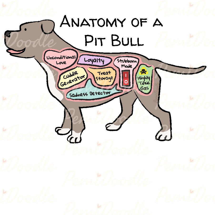 Illustration of the Anatomy of a Pit Bull