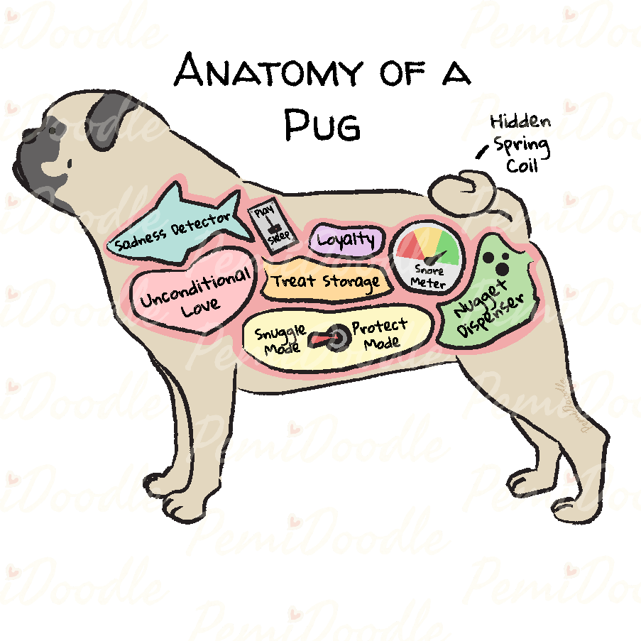 Illustration of the Anatomy of a Pug