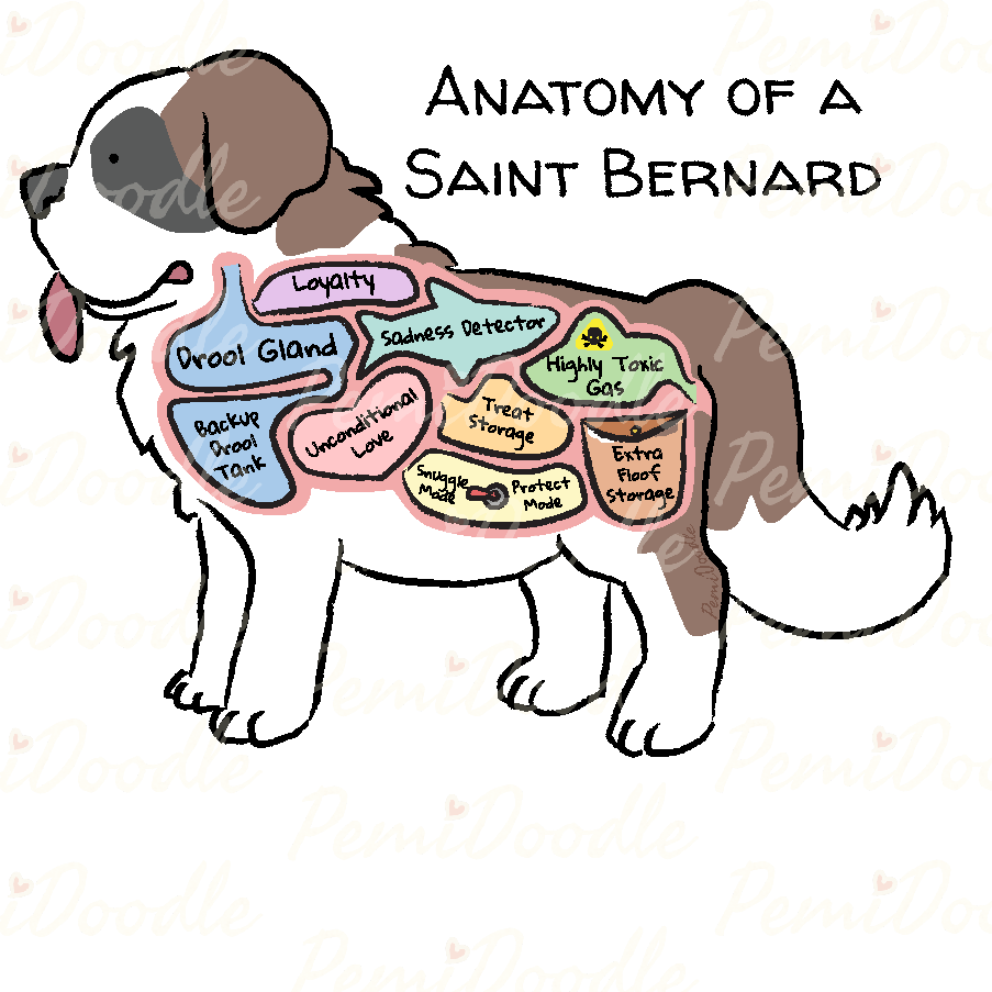 Illustration of the Anatomy of a Saint Bernard